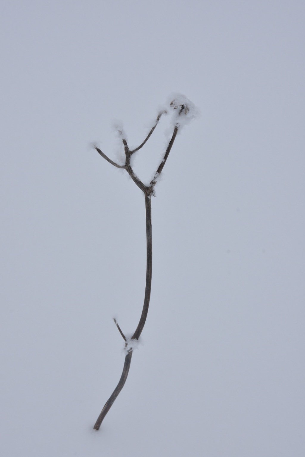雪上花