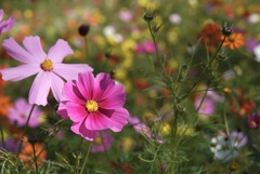 極彩色の秋桜