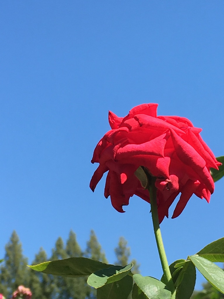 靭公園の薔薇