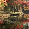 極彩色の紅葉その３