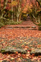 散り紅葉