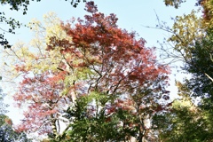哲学の道・紅葉散策