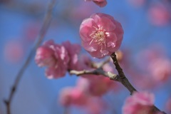 梅は咲いたか