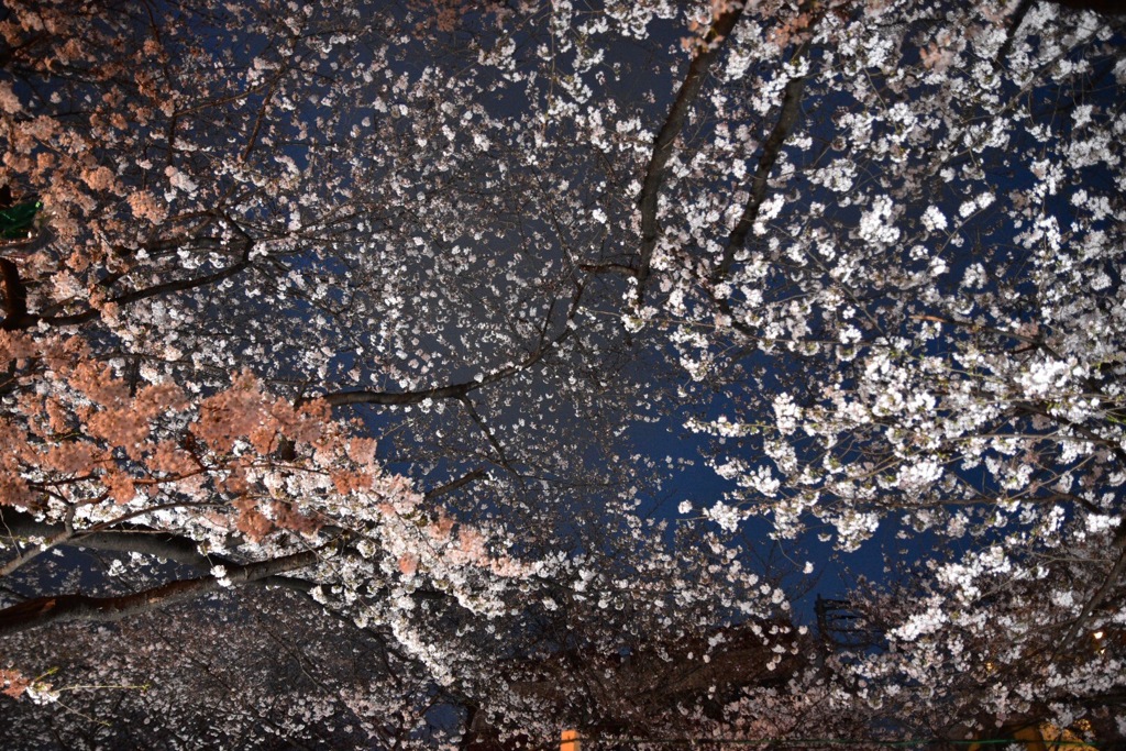 花吹雪