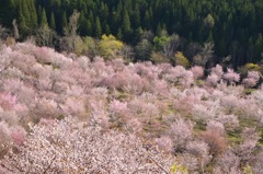 ひと月遅れの北国の春
