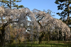 初桜