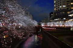 夜桜