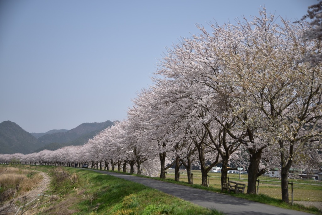 桜並木