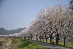 桜並木