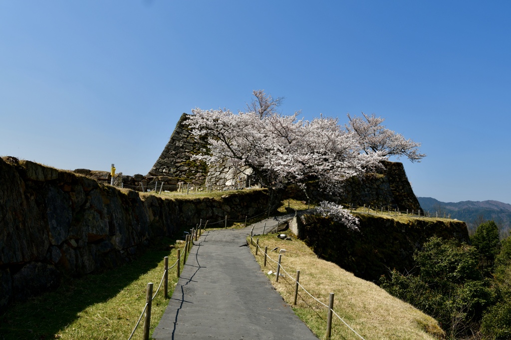 2020桜・古城