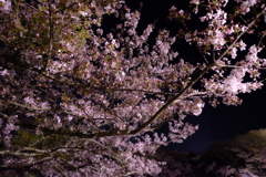 葉桜混じっても鮮やかに