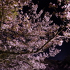 葉桜混じっても鮮やかに