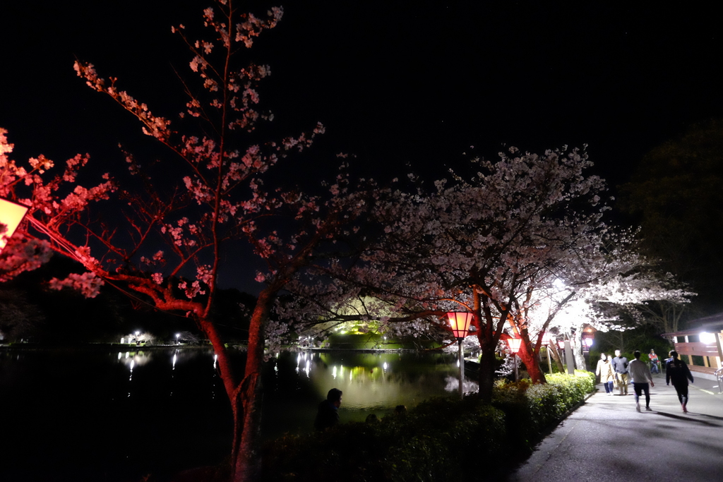 夜の公園ライトアップ