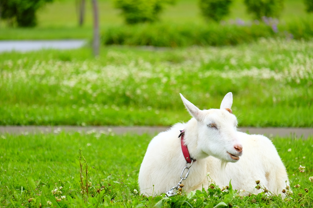 公園で佇むヤギ
