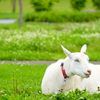 公園で佇むヤギ