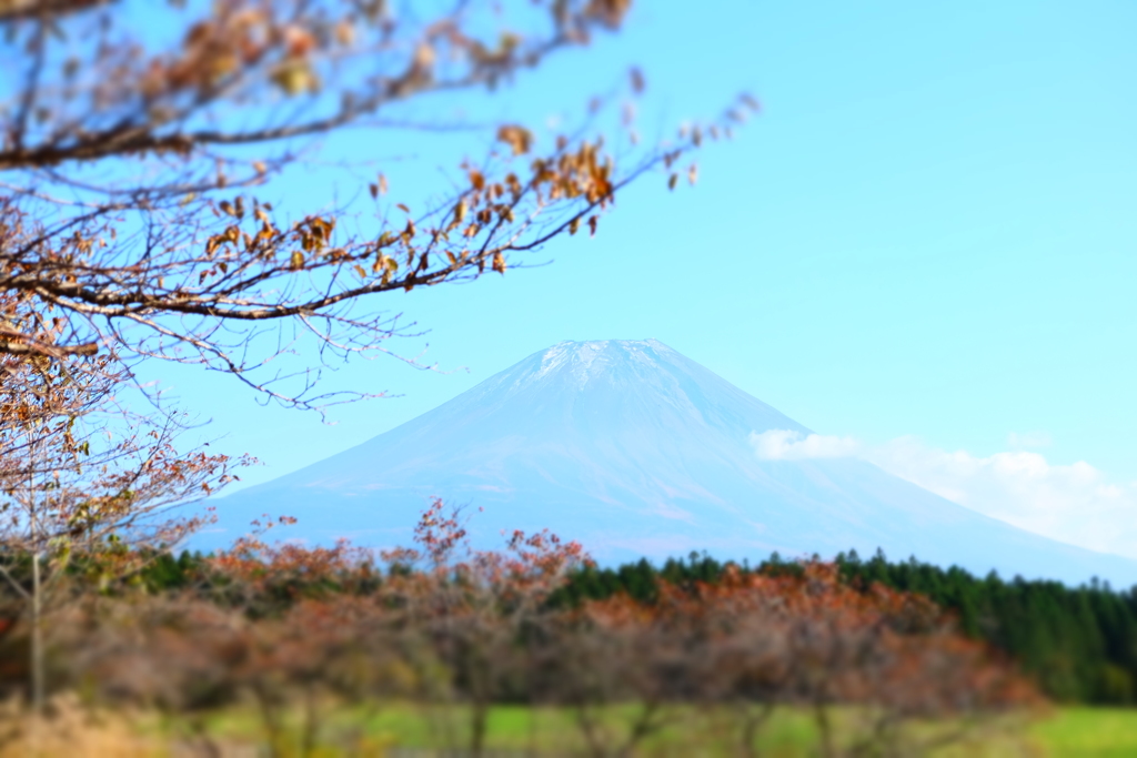 富士山と木々