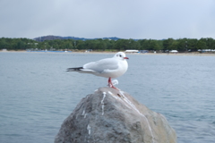 海辺の鳥（八景島）