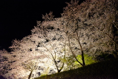 夜桜の演出①