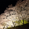 夜桜の演出①