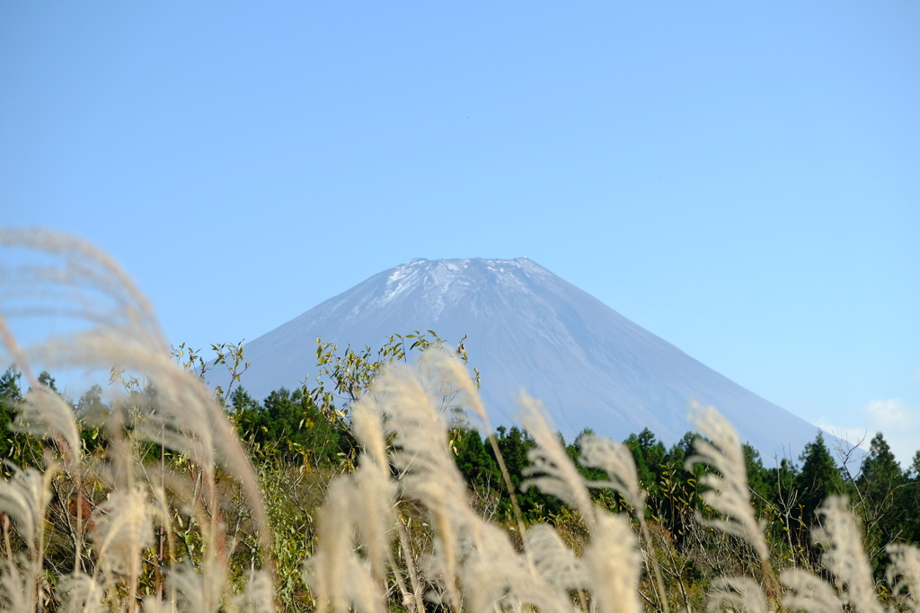 富士山とススキ