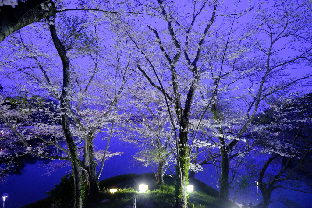 夜の公園　桜のライトアップ