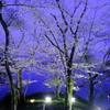 夜の公園　桜のライトアップ