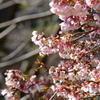 春の芽吹き