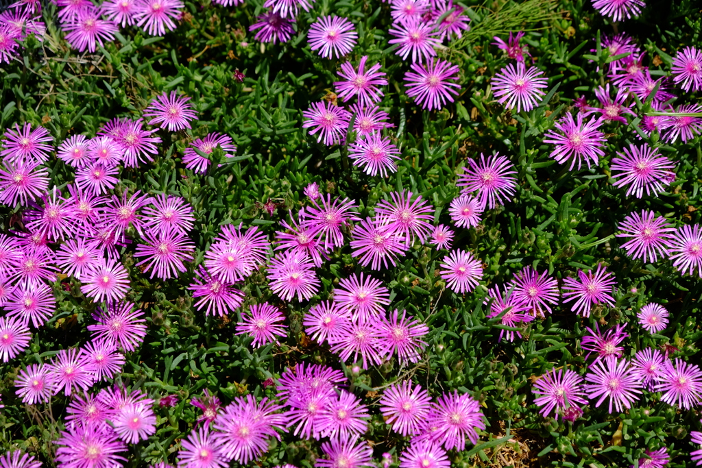 海辺の公園の花①