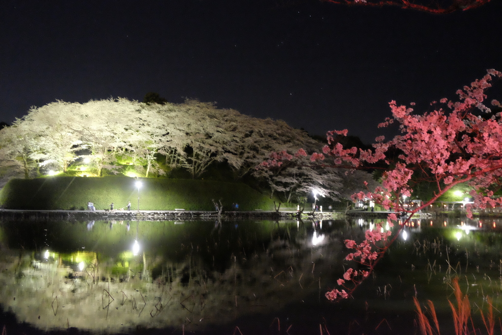 水面に映る桜