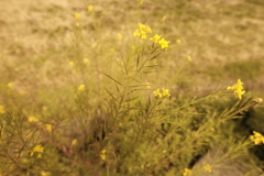 畑に咲く菜の花