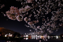 夜桜