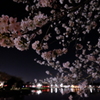 夜桜