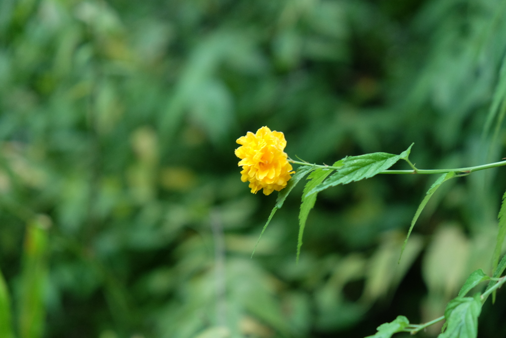 花（庭にて）