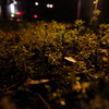 やさしい明かりの下で