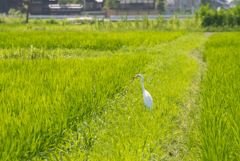 餌を獲得した白鷺