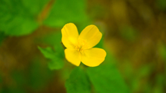 高野山の野花（ヤマブキソウ）