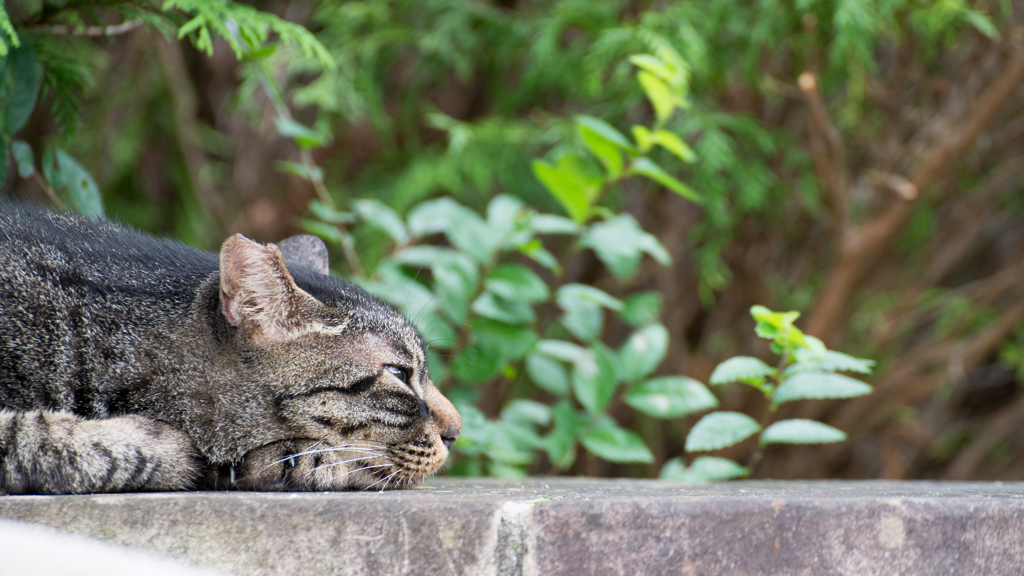 避暑中の野良猫