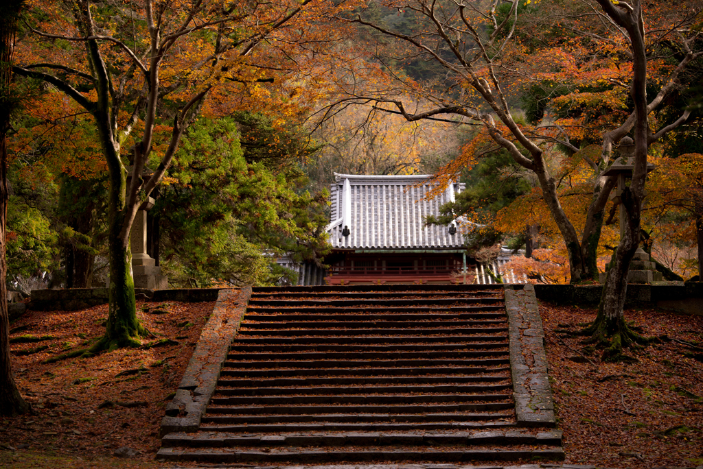 晩秋の大和　－落葉の路ー