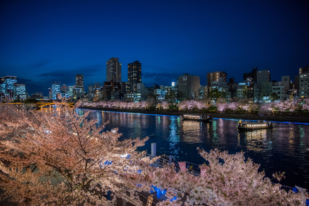 天満橋　桜夜景