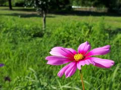 夏の…秋桜