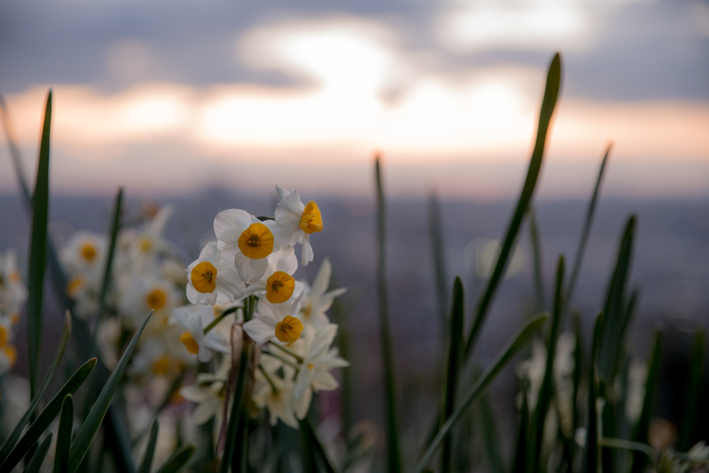  夕照花