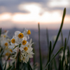  夕照花
