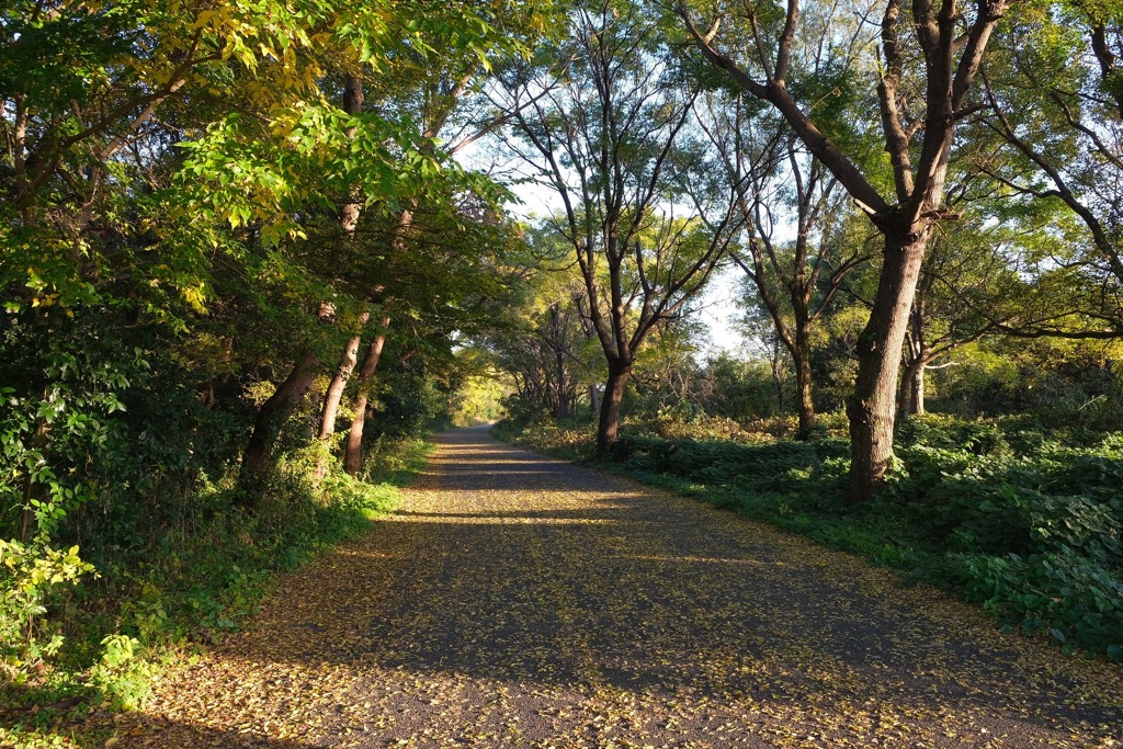 Autumn road