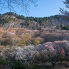 　屏風に咲く　花