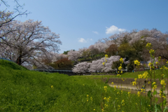 三室山観桜