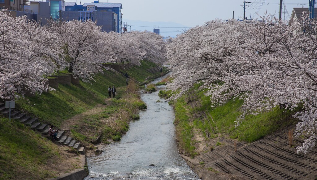 昼下がり桜並木を散歩して・・・