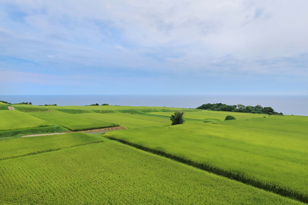 夏の想い出 ｰ新緑の稲穂ｰ