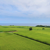 夏の想い出 ｰ新緑の稲穂ｰ