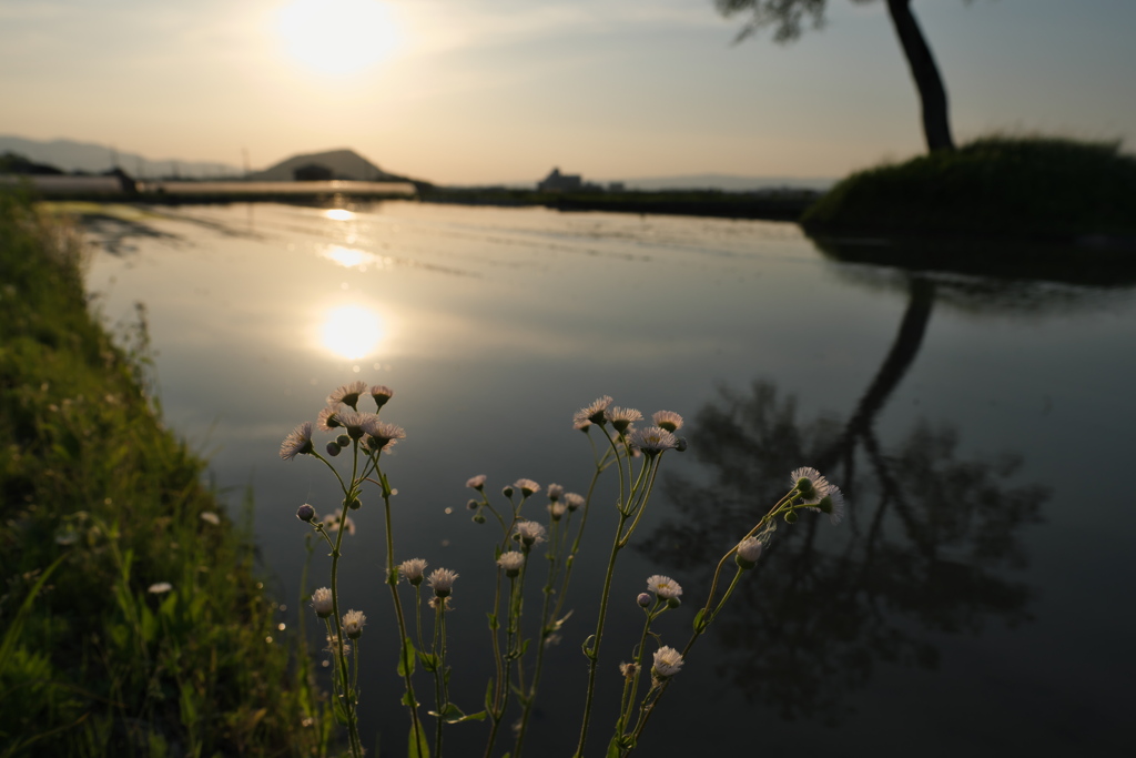 初夏の畔…