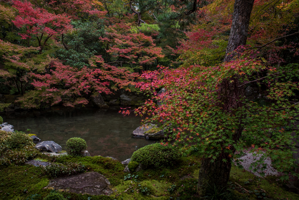 庭紅葉